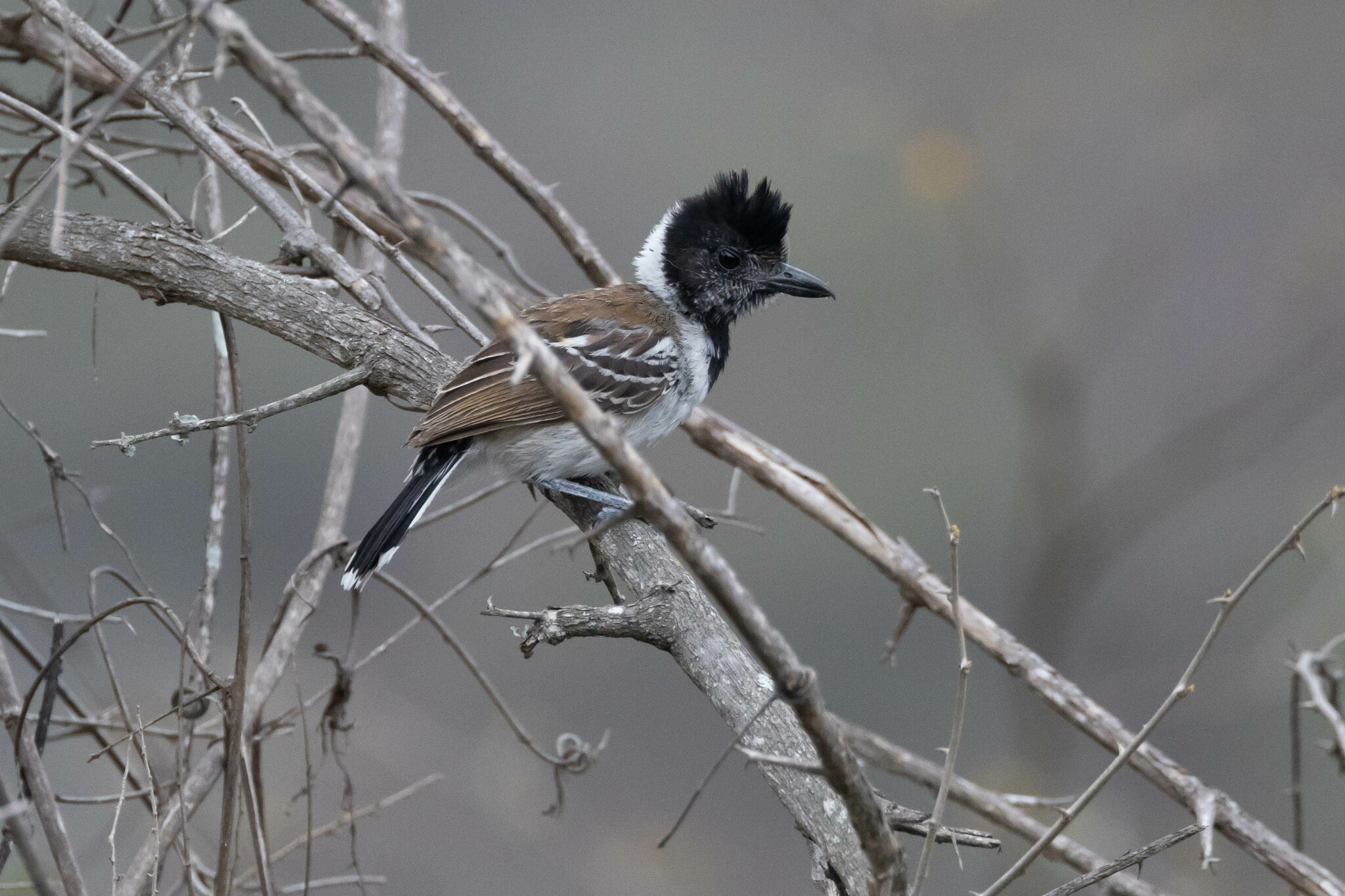 Thamnophilidae image