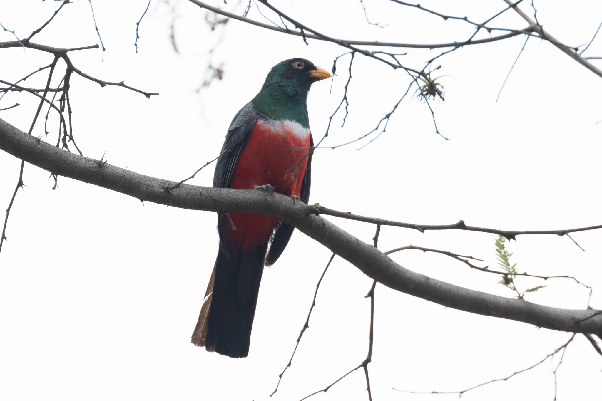 Trogon image