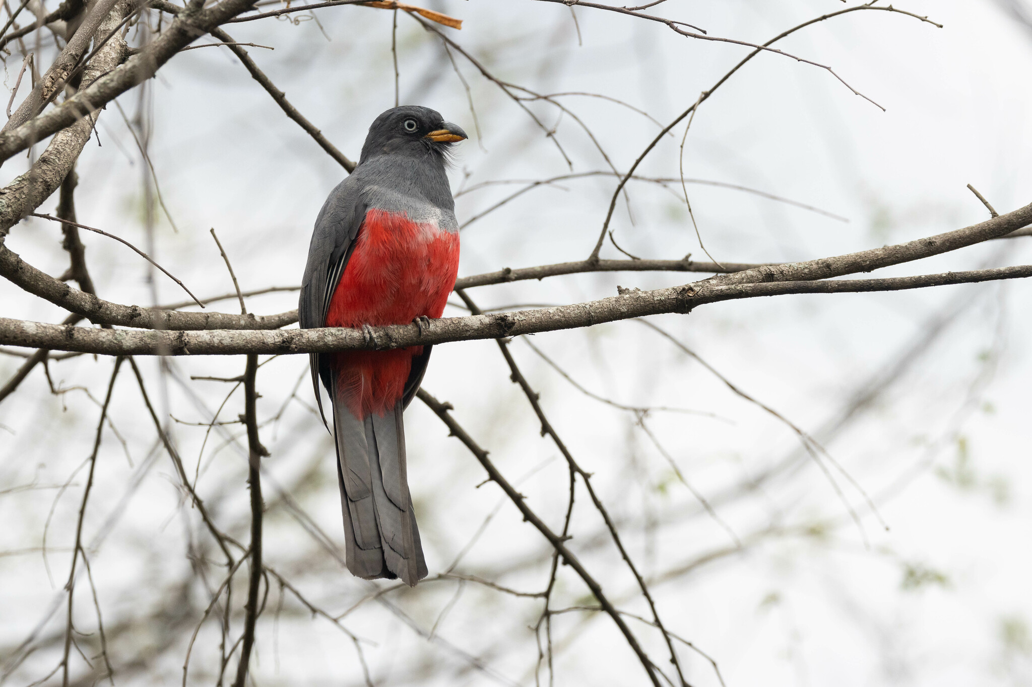 Trogonidae image