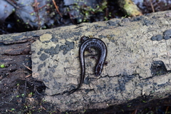 Desmognathus valtos