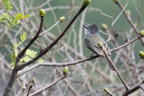 Sooty-crowned Flycatcher (Myiarchus phaeocephalus), photo 2