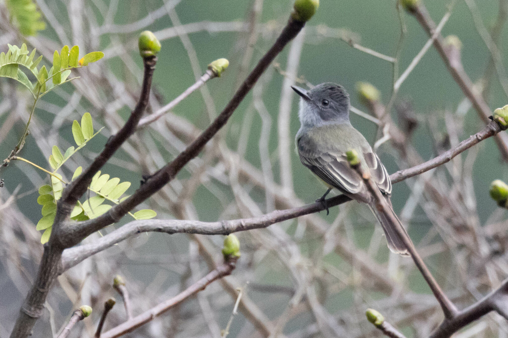 Myiarchus phaeocephalus image