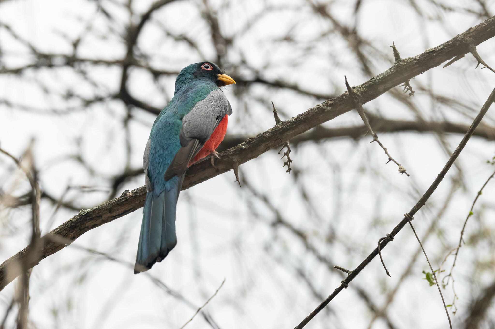 Trogon mesurus image