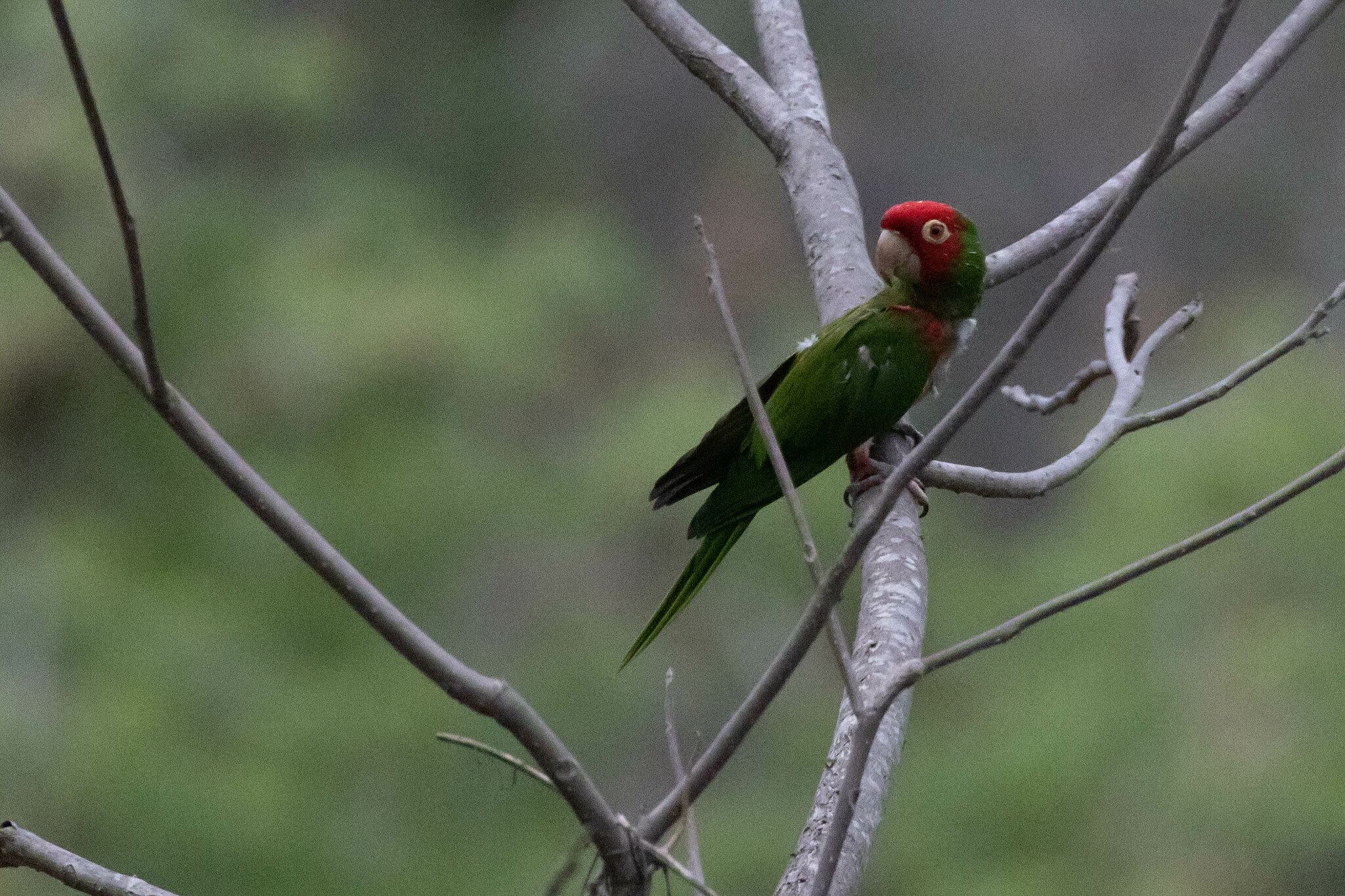 Aratinga image