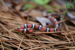 Lampropeltis elapsoides