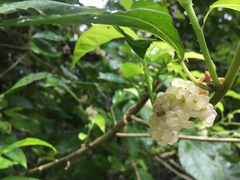 Dendrocnide photiniiphylla