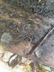Plethodon cinereus image