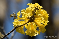 Handroanthus ochraceus