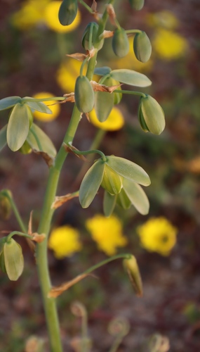 Albuca namaquensis