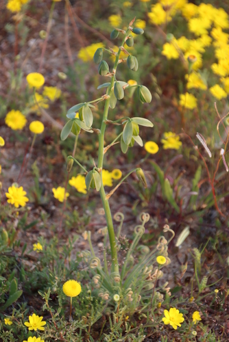 Albuca namaquensis