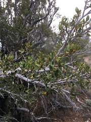 Cercocarpus ledifolius intermontanus