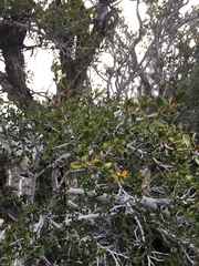 Cercocarpus ledifolius intermontanus