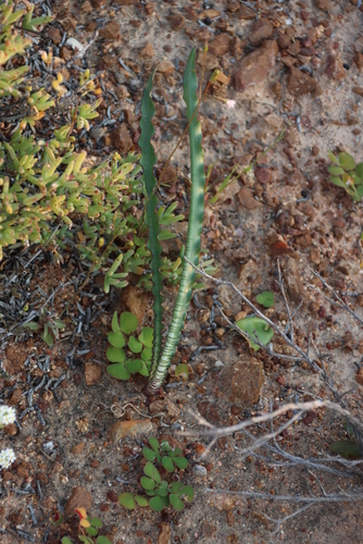Image of Haemanthus crispus by (c) Tony Rebelo, some rights reserved (CC BY-SA)