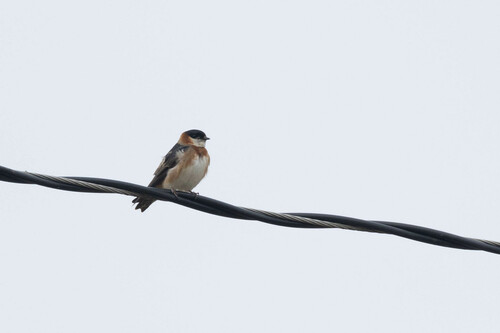 Chestnut-collared Swallow (Petrochelidon rufocollaris), photo 4