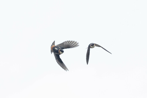 Chestnut-collared Swallow (Petrochelidon rufocollaris), photo 5