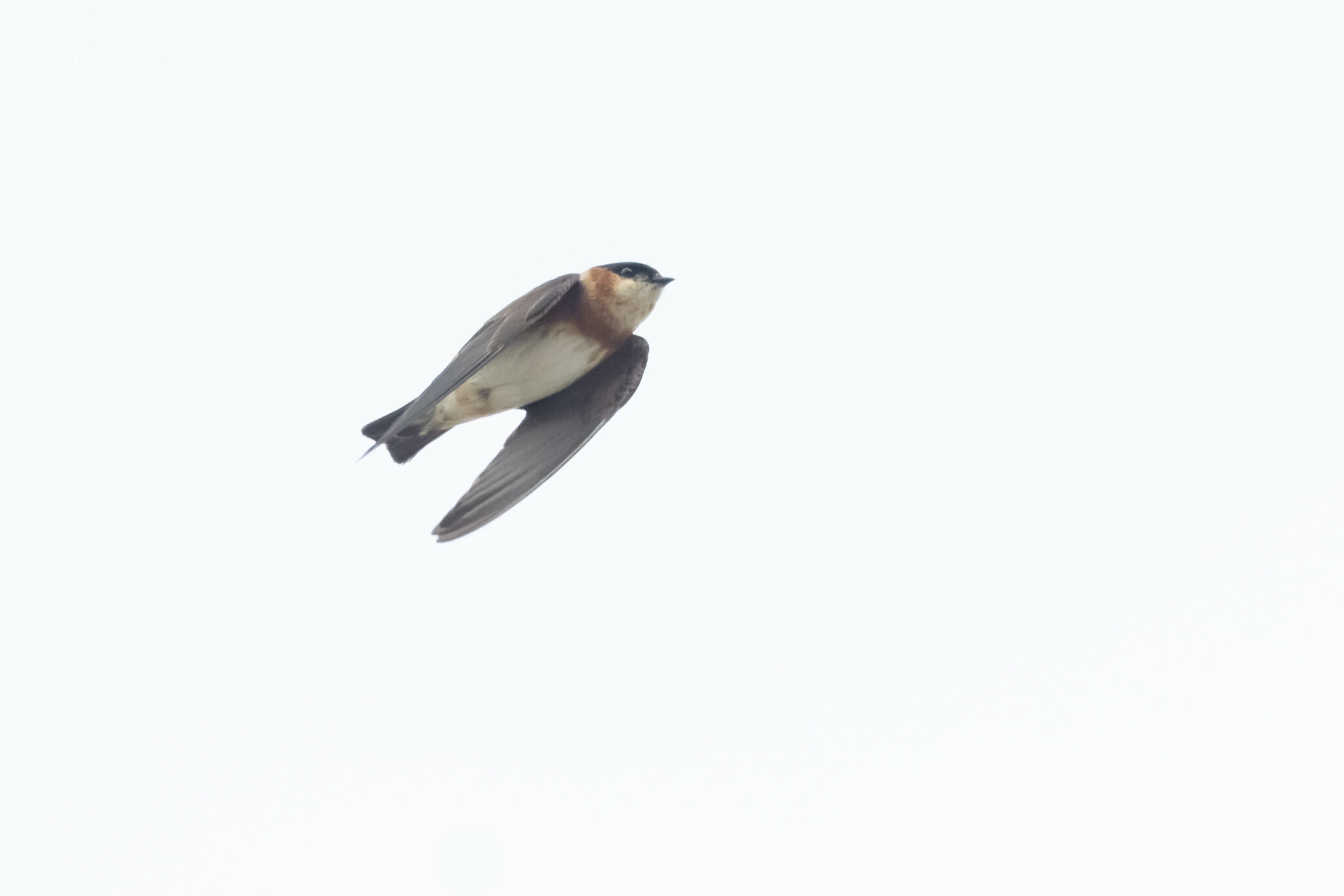 Petrochelidon rufocollaris image