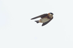 Chestnut-Collared Swallow photo 2