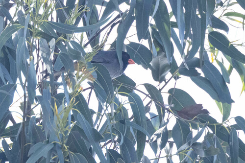 Black-cowled Saltator (Saltator nigriceps), photo 8