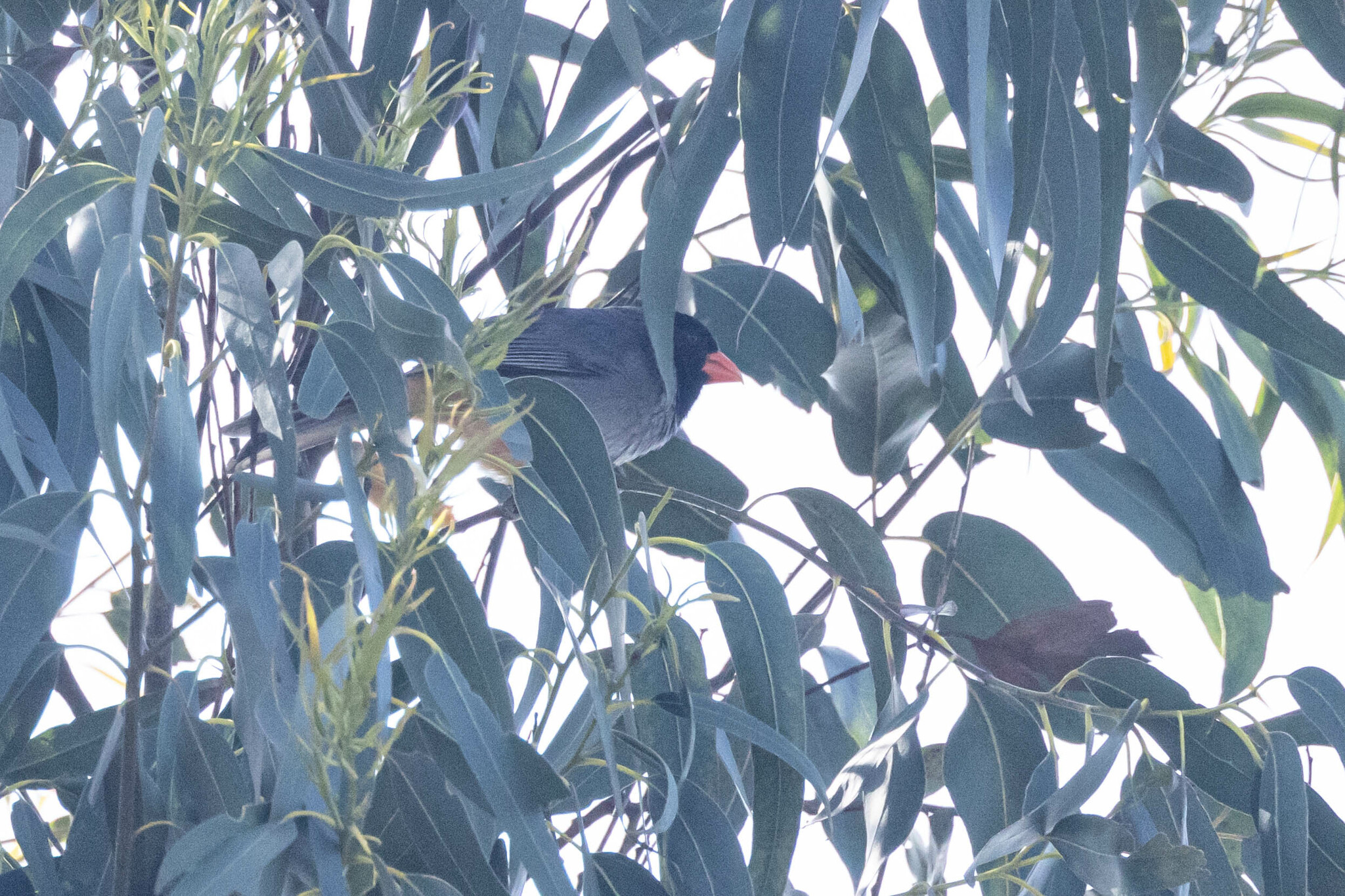 Saltator image