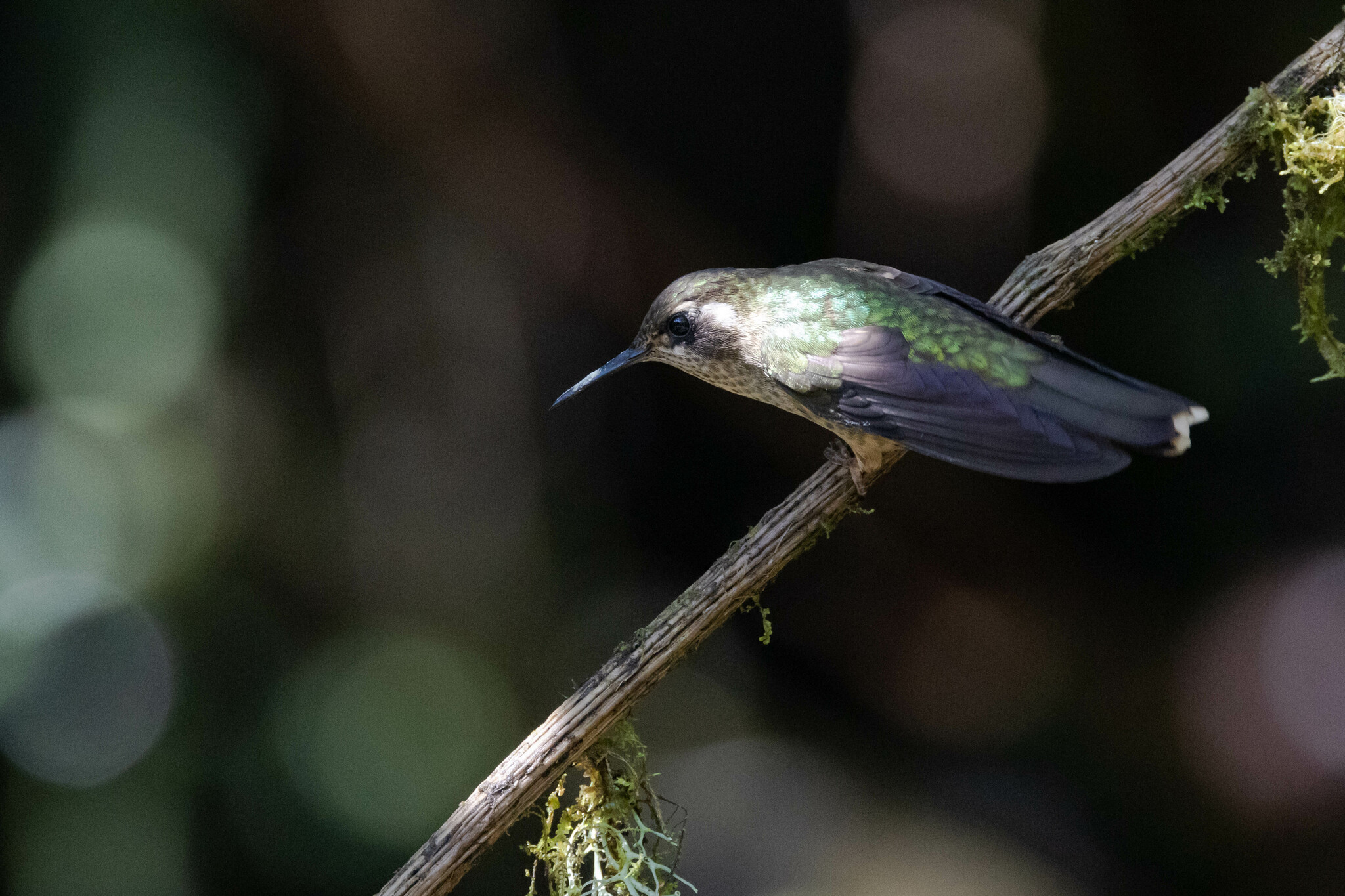 Adelomyia melanogenys image
