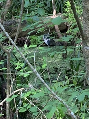 Nycticorax nycticorax image