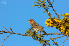 Haemorhous mexicanus