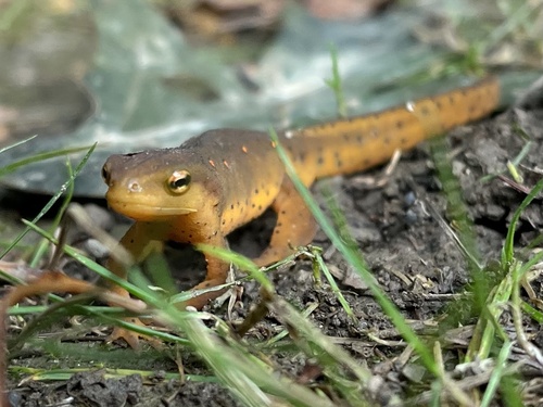 Eastern Newt