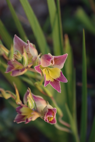 Image of Gladiolus scullyi by (c) Tony Rebelo, some rights reserved (CC BY-SA)