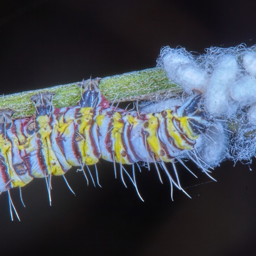 African Peach Moth