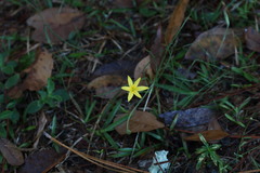 Hypoxis hirsuta