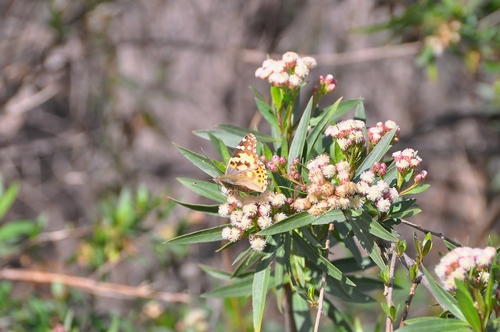 iNaturalist observation photo of Painted Lady