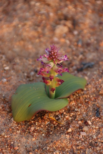 Image of Lachenalia carnosa by (c) Tony Rebelo, some rights reserved (CC BY-SA)