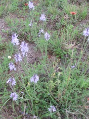 Verbena cloverae