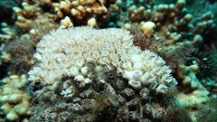 Galaxea fascicularis