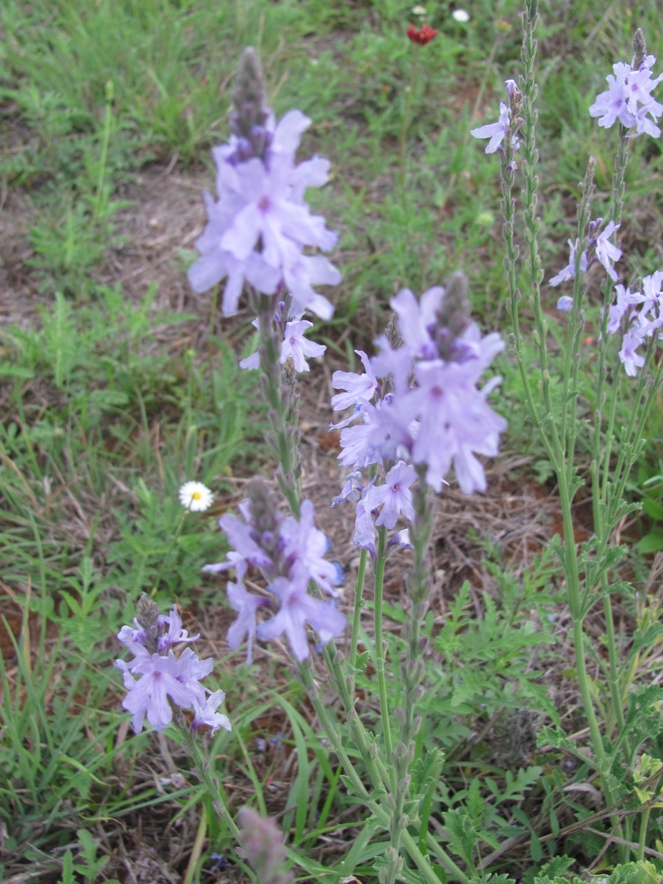 Verbena cloverae