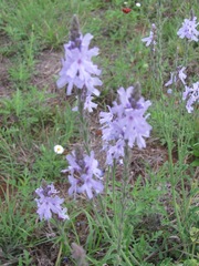 Verbena cloverae