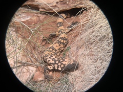 Heloderma suspectum cinctum