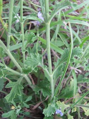 Verbena cloverae