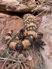 Heloderma suspectum cinctum