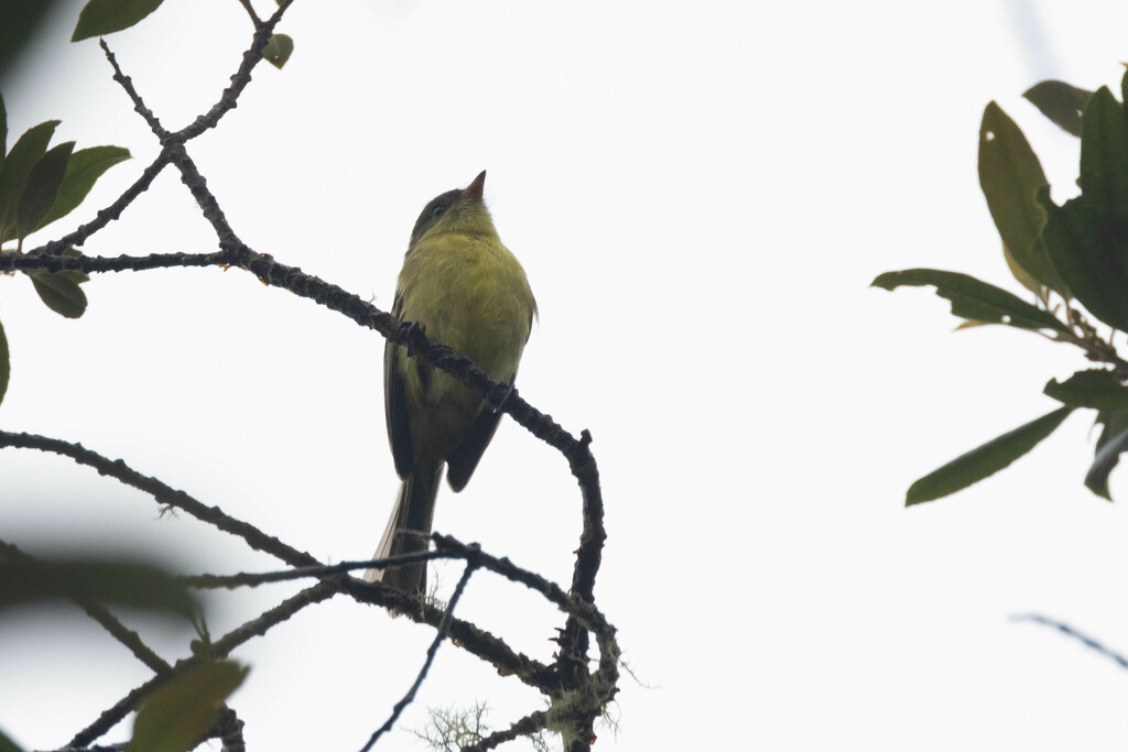 Orange-banded Flycatcher