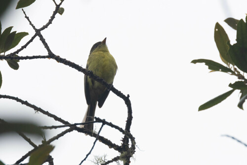 Orange-banded Flycatcher