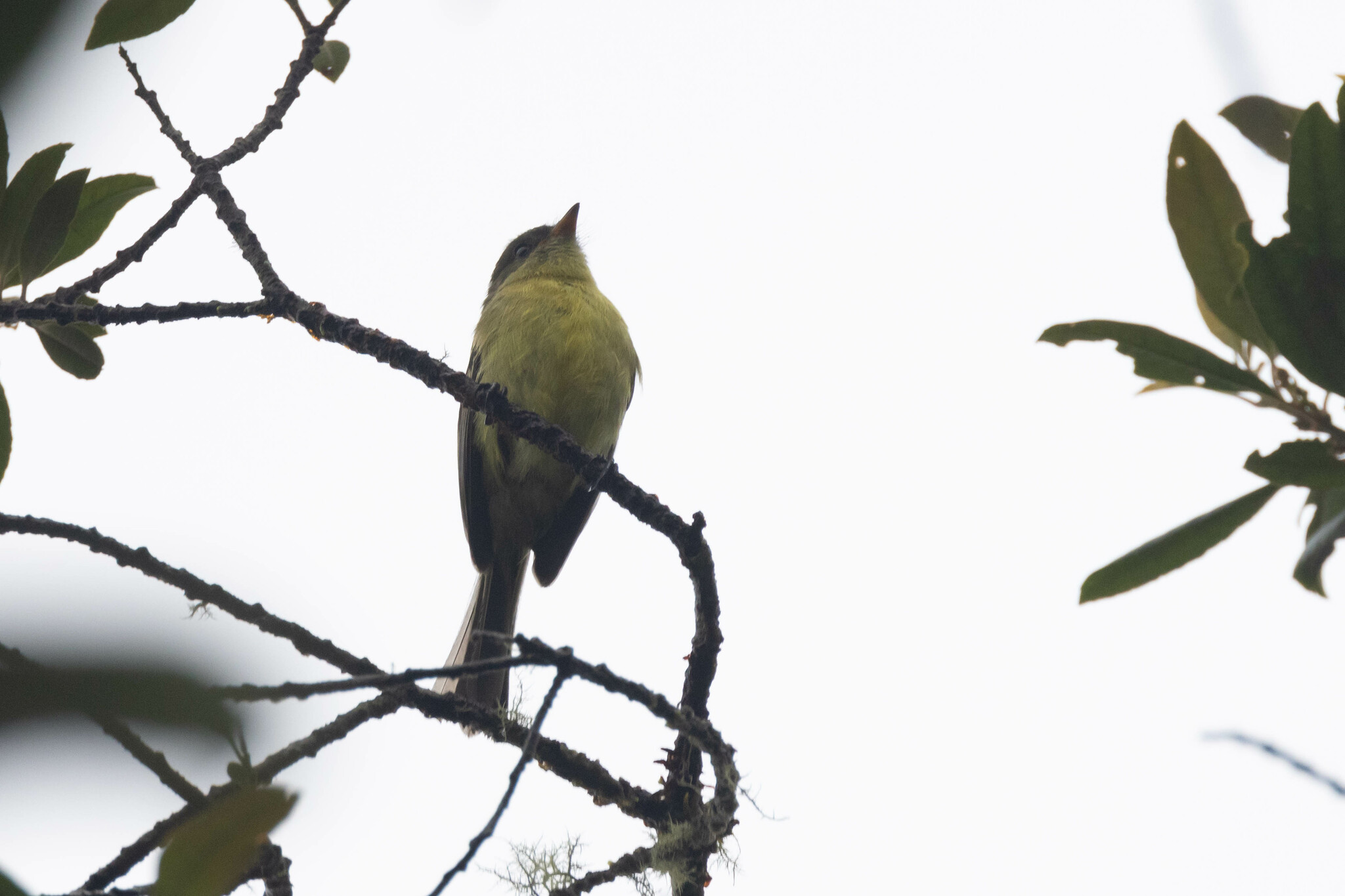 Orange-banded Flycatcher illustration