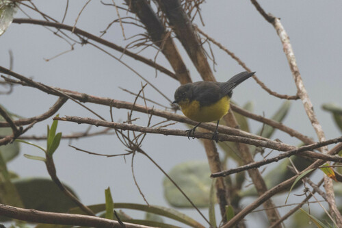 Spectacled Whitestart (Myioborus melanocephalus), photo 9