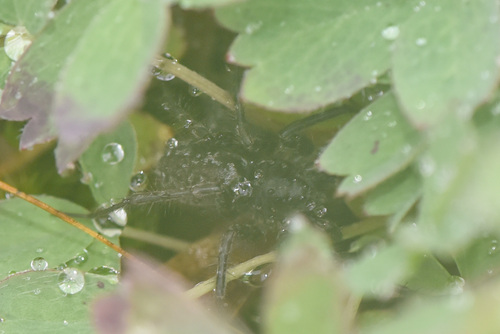 Pardosa albomaculata