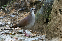 White-Throated Quail-Dove photo 5