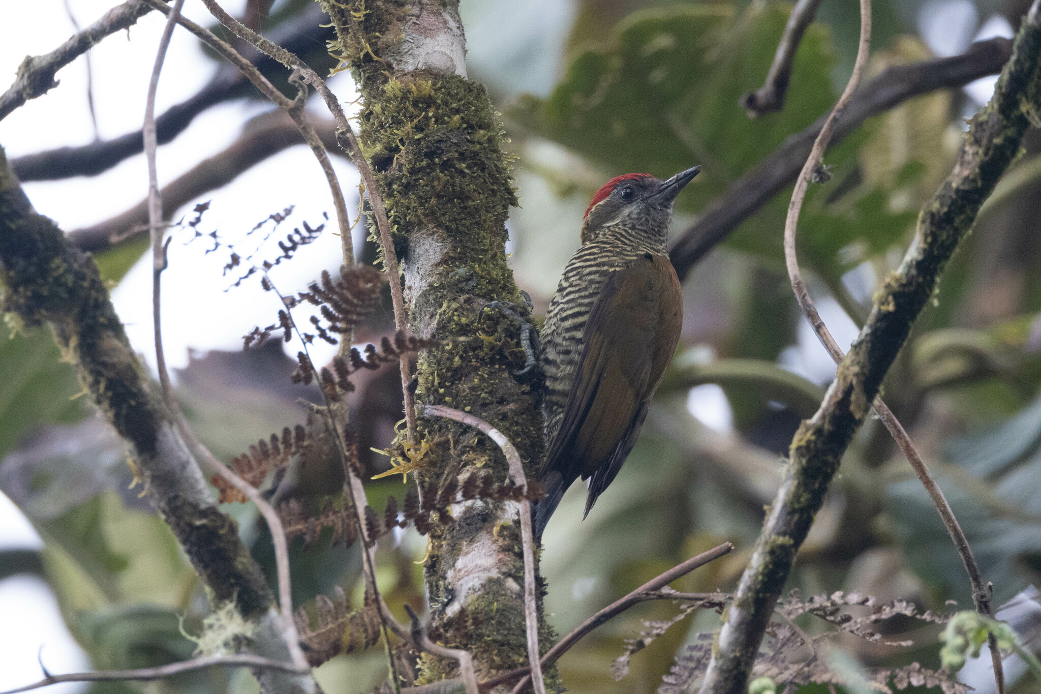 Bar-bellied Woodpecker (Veniliornis nigriceps), photo 2