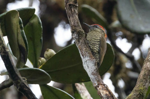 Bar-bellied Woodpecker (Veniliornis nigriceps), photo 2