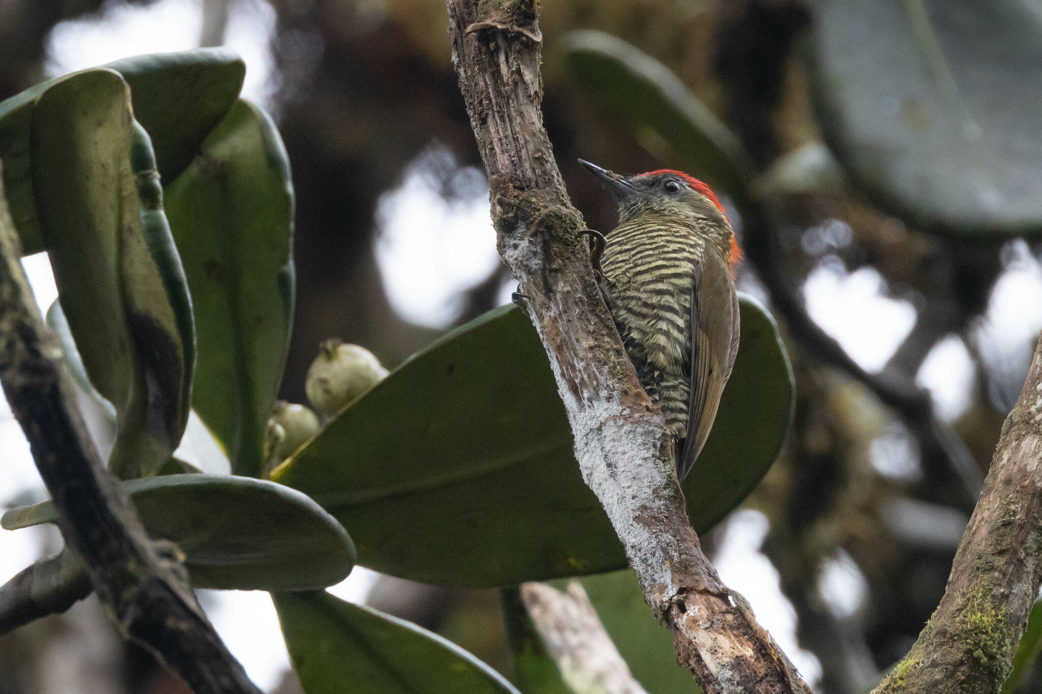 Bar-bellied Woodpecker (Veniliornis nigriceps), photo 3
