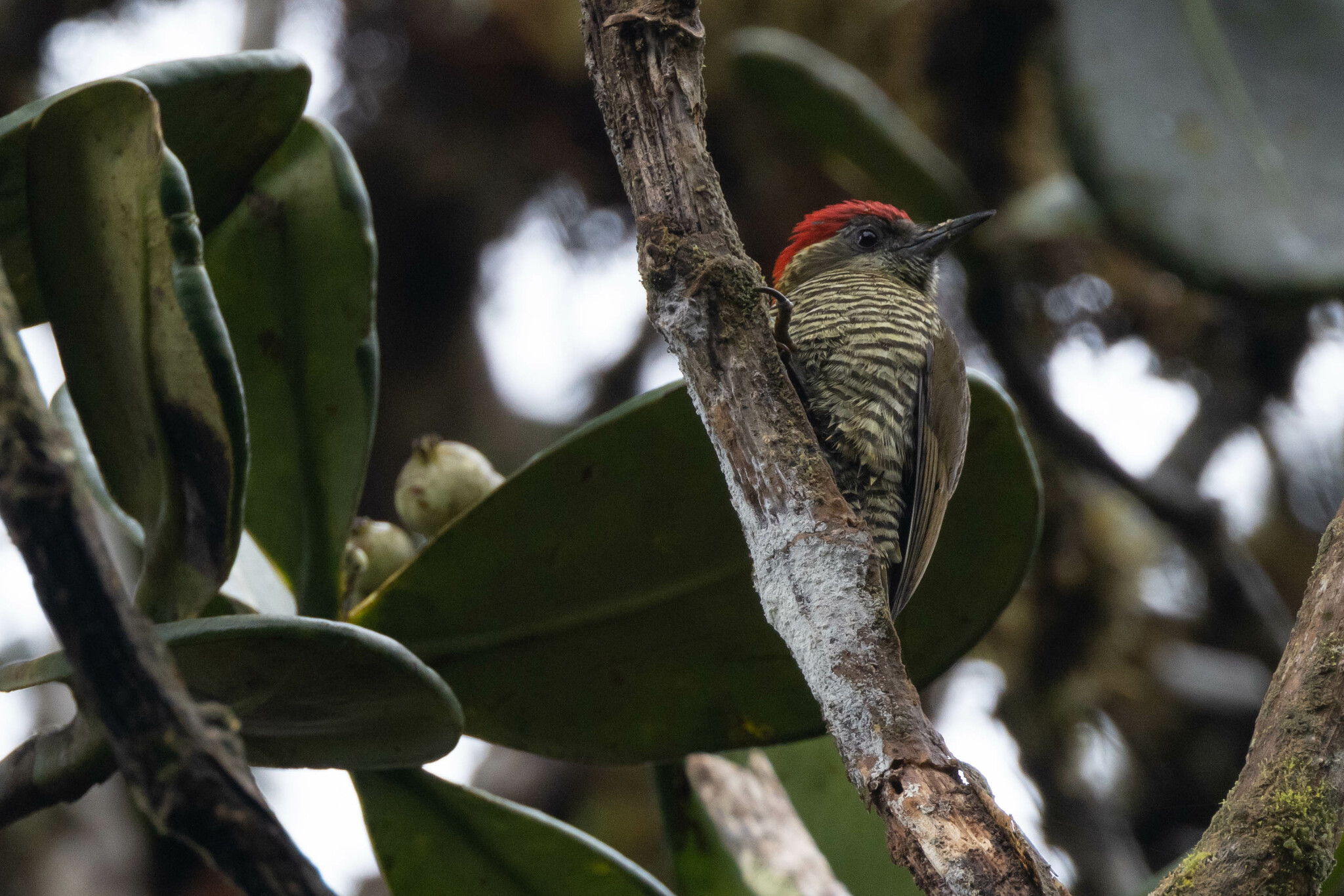 Bar-bellied Woodpecker (Veniliornis nigriceps), photo 4