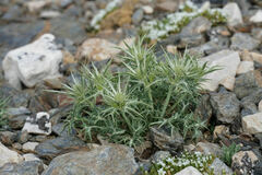 Eryngium glaciale, photograph (c) Connor Connolly-Moyls, some rights reserved (CC BY)